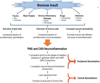 The role of neuroinflammation in the transition of acute to chronic pain and the opioid-induced hyperalgesia and tolerance